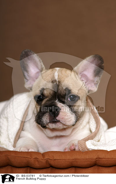 Franzsische Bulldogge Welpe / French Bulldog Puppy / BS-03781