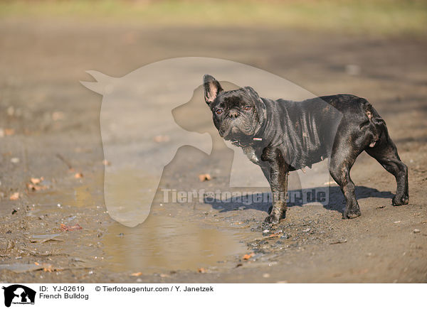 Franzsische Bulldogge / French Bulldog / YJ-02619