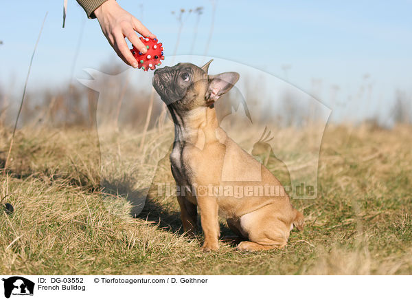 Franzsische Bulldogge / French Bulldog / DG-03552