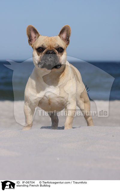 stehende Franzsische Bulldogge / standing French Bulldog / IF-06704