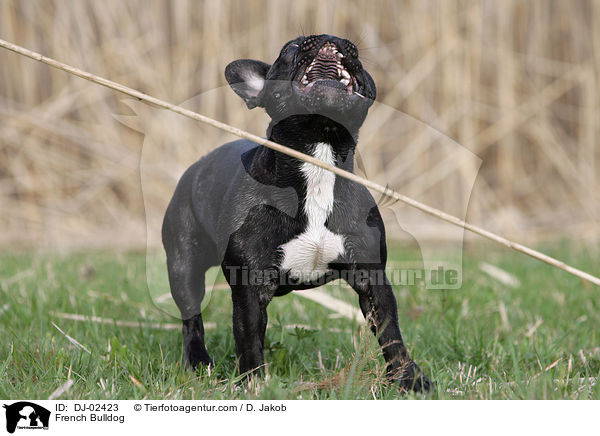 Franzsische Bulldogge / French Bulldog / DJ-02423