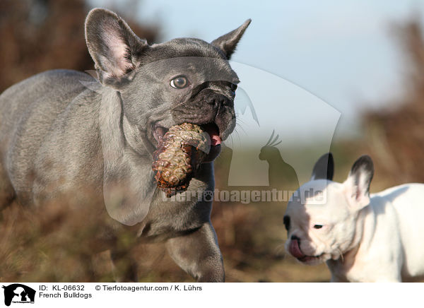 Franzsische Bulldoggen / French Bulldogs / KL-06632