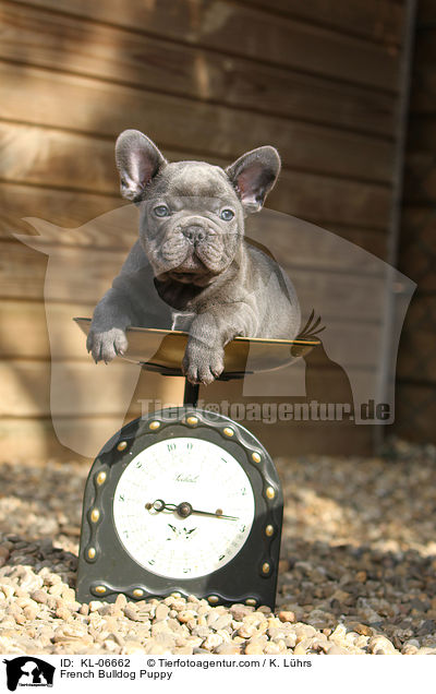 Franzsische Bulldogge Welpe / French Bulldog Puppy / KL-06662