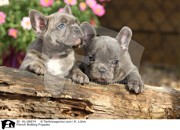 Franzsische Bulldogge Welpen / French Bulldog Puppies / KL-06674