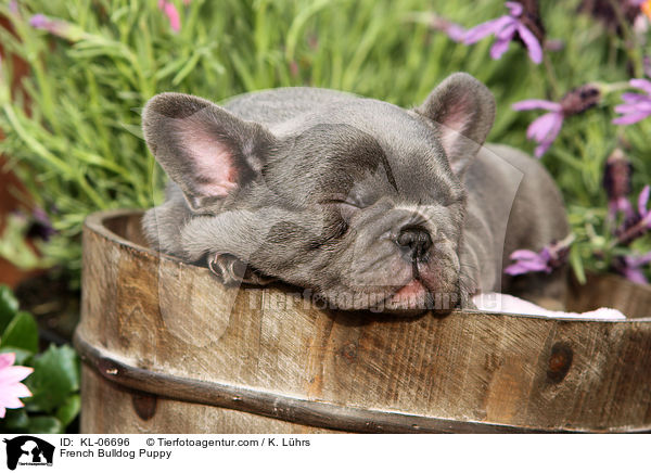 French Bulldog Puppy / KL-06696