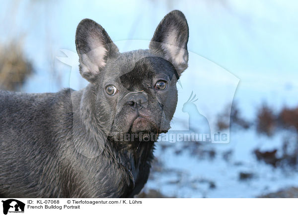 Franzsische Bulldogge Portrait / French Bulldog Portrait / KL-07068