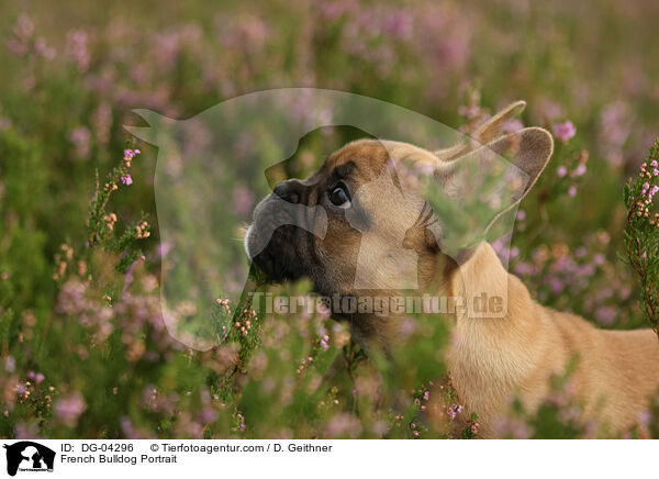 Franzsische Bulldogge Portrait / French Bulldog Portrait / DG-04296