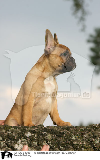 Franzsische Bulldogge / French Bulldog / DG-04300