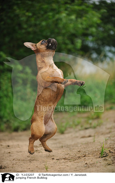 springende Franzsische Bulldogge / jumping French Bulldog / YJ-03207