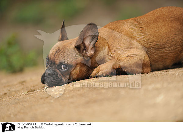 liegende Franzsische Bulldogge / lying French Bulldog / YJ-03221