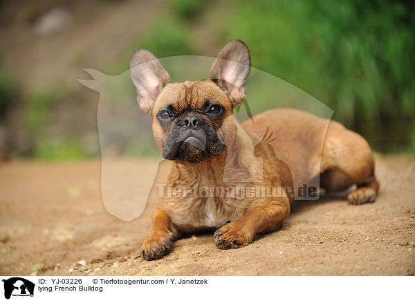 liegende Franzsische Bulldogge / lying French Bulldog / YJ-03226