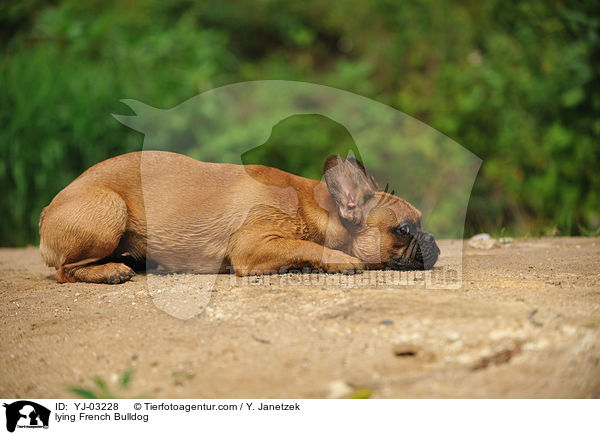 liegende Franzsische Bulldogge / lying French Bulldog / YJ-03228