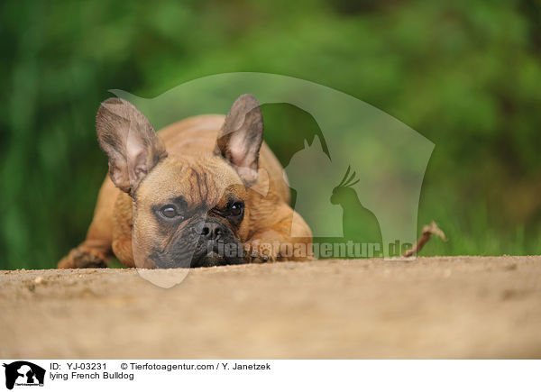 liegende Franzsische Bulldogge / lying French Bulldog / YJ-03231