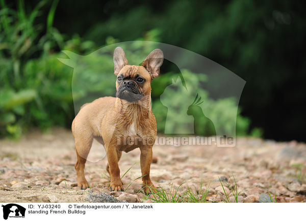 stehende Franzsische Bulldogge / standing French Bulldog / YJ-03240