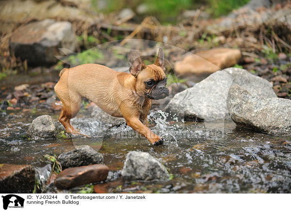 rennende Franzsische Bulldogge / running French Bulldog / YJ-03244