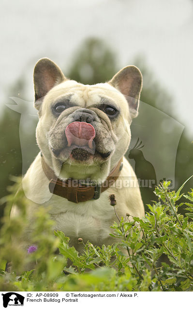 Franzsische Bulldogge Portrait / French Bulldog Portrait / AP-08909