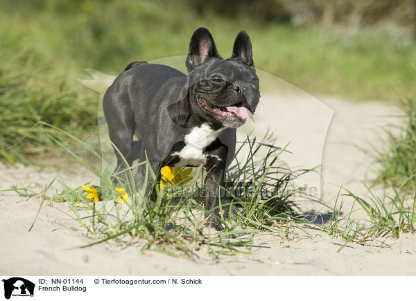 Franzsische Bulldogge / French Bulldog / NN-01144