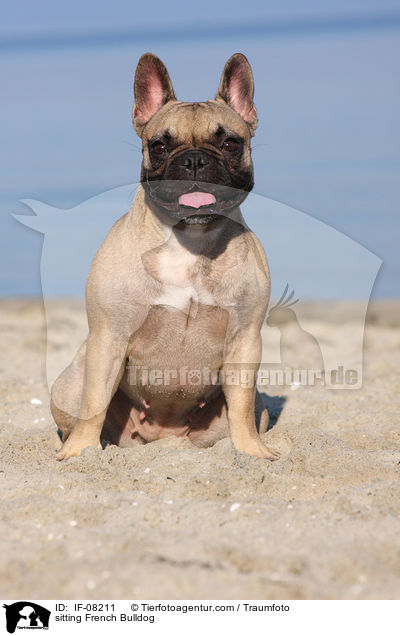 sitzende Franzsische Bulldogge / sitting French Bulldog / IF-08211