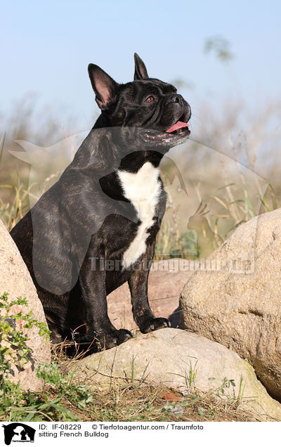 sitzende Franzsische Bulldogge / sitting French Bulldog / IF-08229