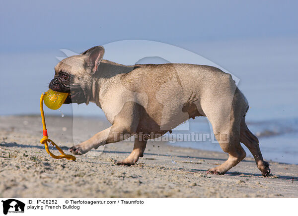 spielende Franzsische Bulldogge / playing French Bulldog / IF-08252