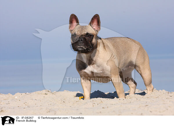 Franzsische Bulldogge / French Bulldog / IF-08267