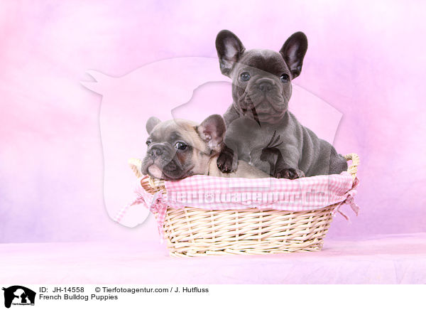 Franzsische Bulldogge Welpen / French Bulldog Puppies / JH-14558