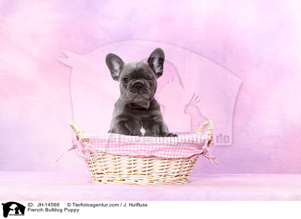 Franzsische Bulldogge Welpe / French Bulldog Puppy / JH-14566