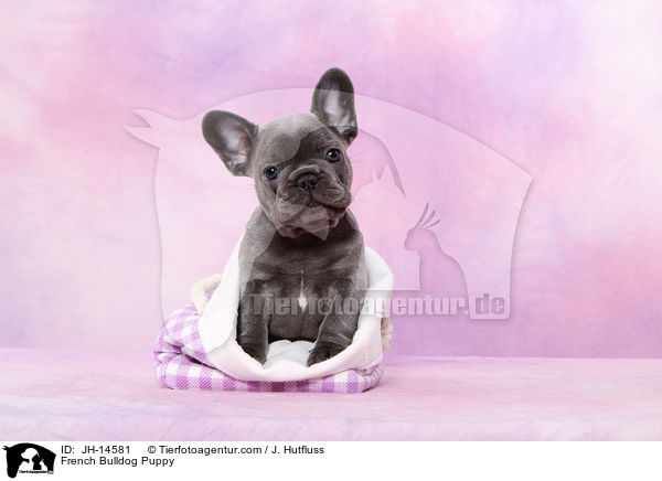 Franzsische Bulldogge Welpe / French Bulldog Puppy / JH-14581