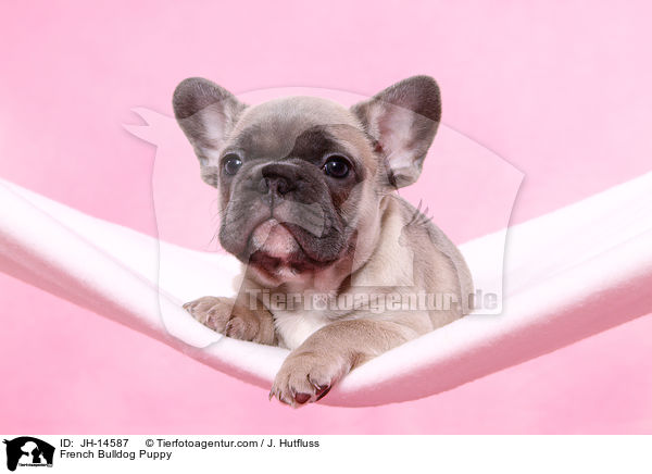 Franzsische Bulldogge Welpe / French Bulldog Puppy / JH-14587