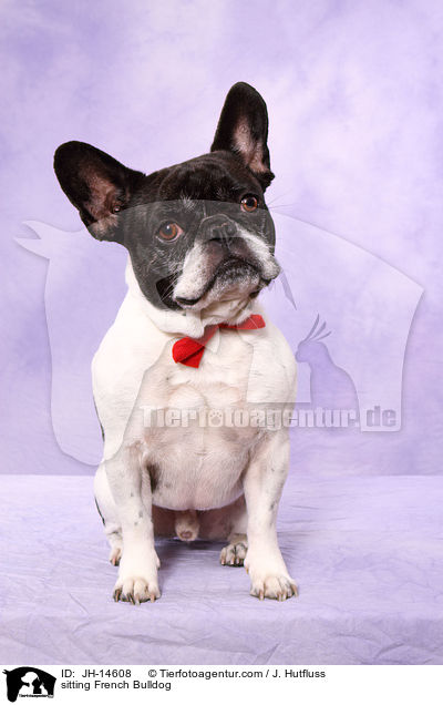 sitzender Franzsische Bulldogge / sitting French Bulldog / JH-14608