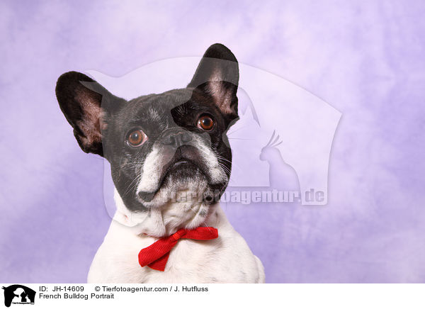 Franzsische Bulldogge Portrait / French Bulldog Portrait / JH-14609