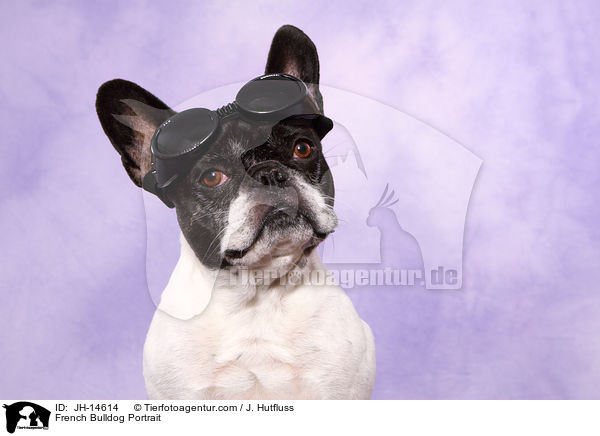 Franzsische Bulldogge Portrait / French Bulldog Portrait / JH-14614