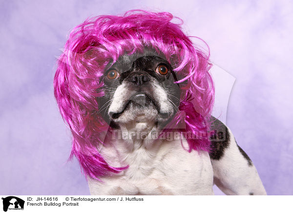 Franzsische Bulldogge Portrait / French Bulldog Portrait / JH-14616