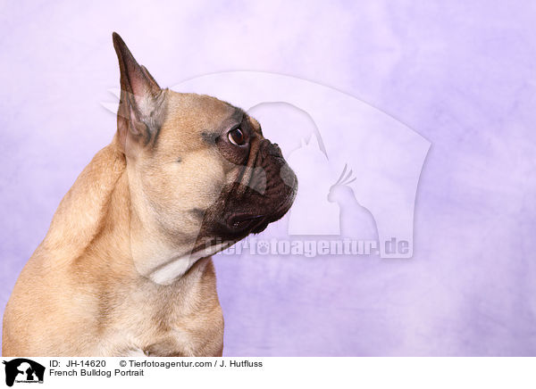 Franzsische Bulldogge Portrait / French Bulldog Portrait / JH-14620