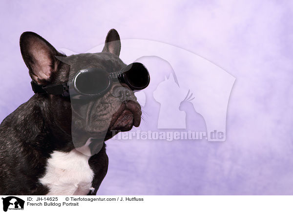 Franzsische Bulldogge Portrait / French Bulldog Portrait / JH-14625