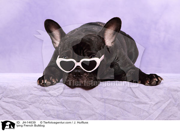 liegende Franzsische Bulldogge / lying French Bulldog / JH-14639