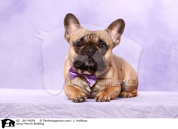 liegende Franzsische Bulldogge / lying French Bulldog / JH-14654