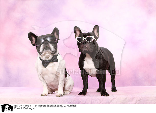 Franzsische Bulldoggen / French Bulldogs / JH-14663