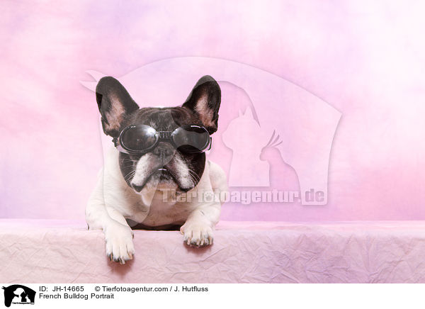 Franzsische Bulldogge Portrait / French Bulldog Portrait / JH-14665
