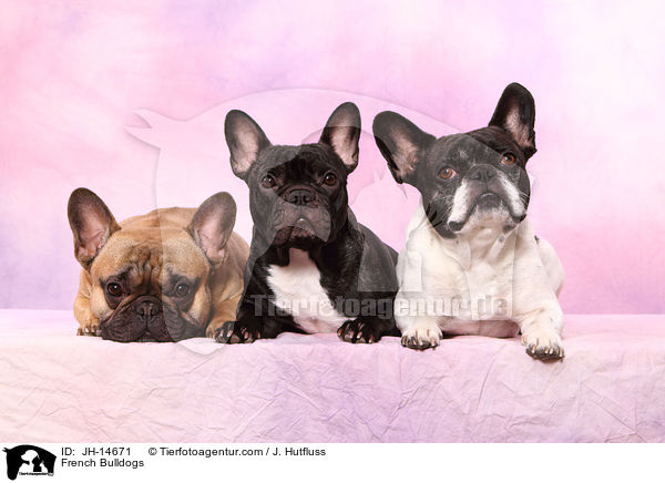 Franzsische Bulldoggen / French Bulldogs / JH-14671