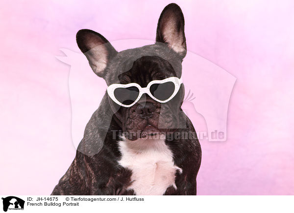 Franzsische Bulldogge Portrait / French Bulldog Portrait / JH-14675