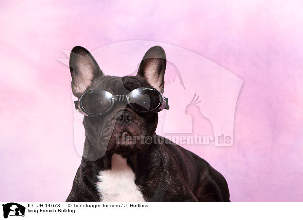 liegende Franzsische Bulldogge / lying French Bulldog / JH-14678