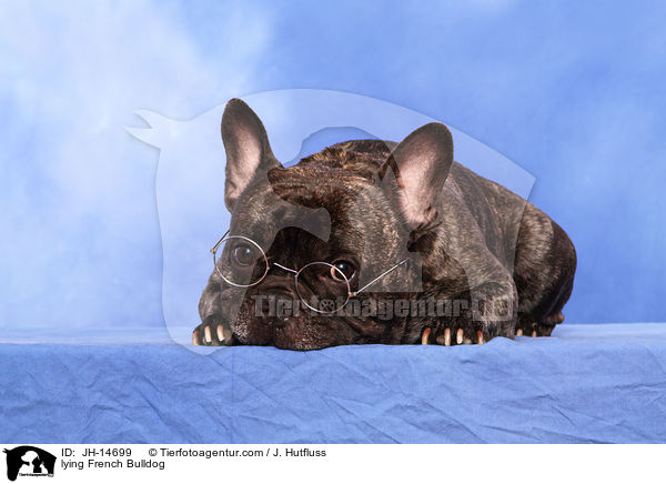liegende Franzsische Bulldogge / lying French Bulldog / JH-14699