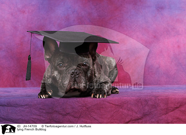 liegende Franzsische Bulldogge / lying French Bulldog / JH-14709