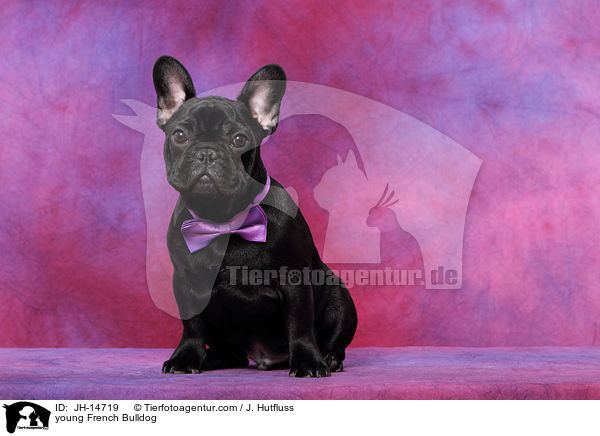 junge Franzsische Bulldogge / young French Bulldog / JH-14719