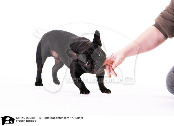 Franzsische Bulldogge / French Bulldog / KL-09080