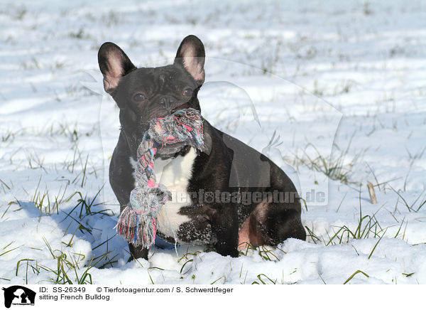 sitzende Franzsische Bulldogge / sitting French Bulldog / SS-26349