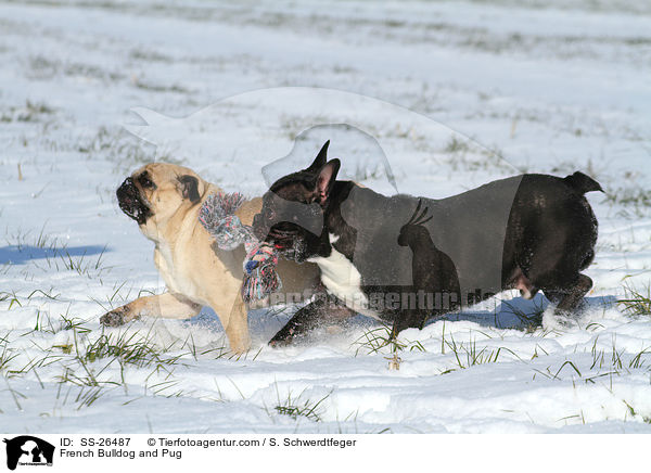 Franzsische Bulldogge und Mops / French Bulldog and Pug / SS-26487