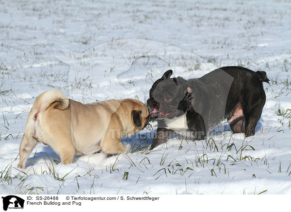 Franzsische Bulldogge und Mops / French Bulldog and Pug / SS-26488