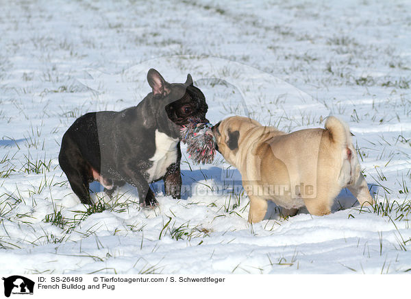 Franzsische Bulldogge und Mops / French Bulldog and Pug / SS-26489